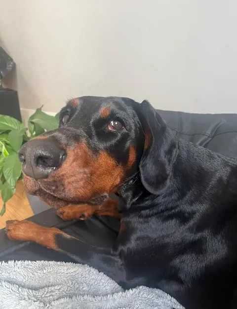 My fav funny pics of my two dogs Athena and Aurora