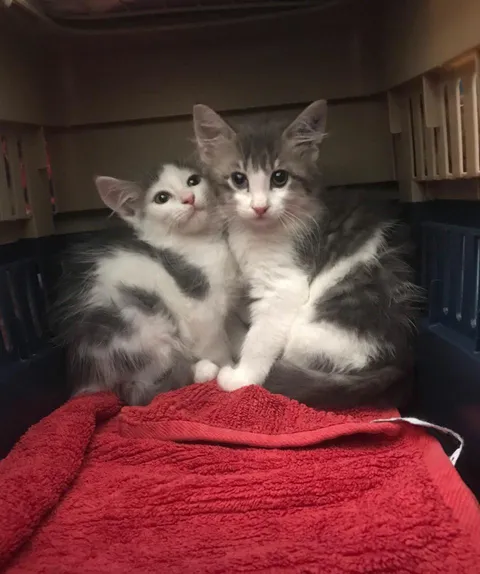 We went to bring one into our home (the boy on the left) but his sister was too beautiful not to fall in Love with 😻 Now they spend their life together 