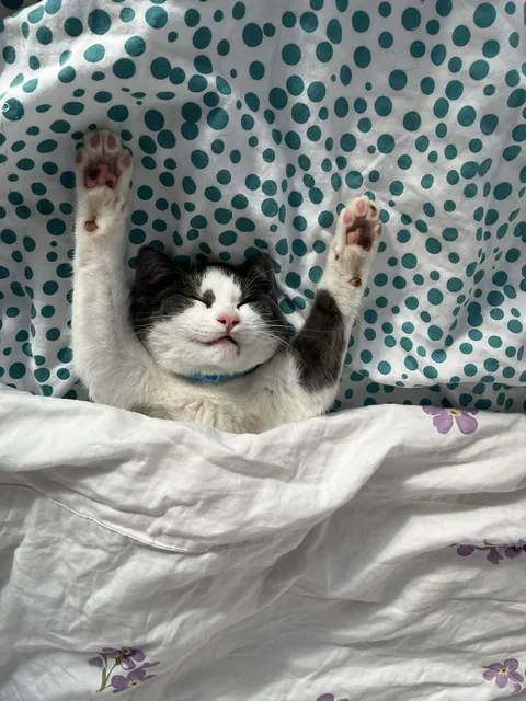 my cat sleeping in random positions day 2