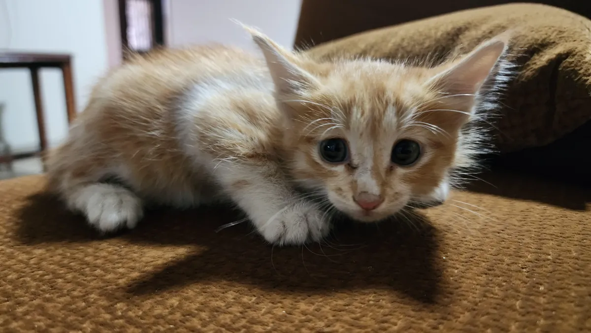 Unexpected visit: Outsider cat brought her kitten to my door