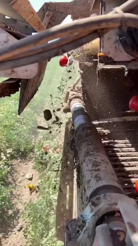 A tomato harvesting machine with an electronic sensor that sorts tomatoes from debris