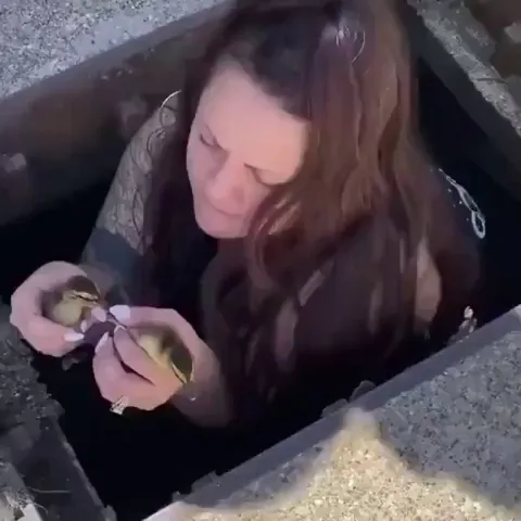 Rescuing some ducklings from a drain for a grateful Mama Duck.