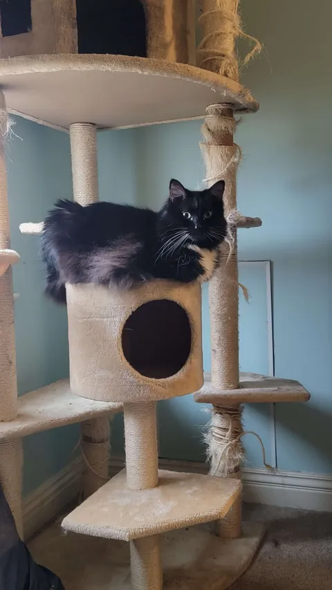 My bestest boy of 14 years.