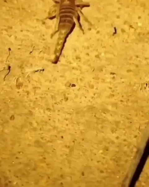 Scorpion and burrowing spider come face to face at night.