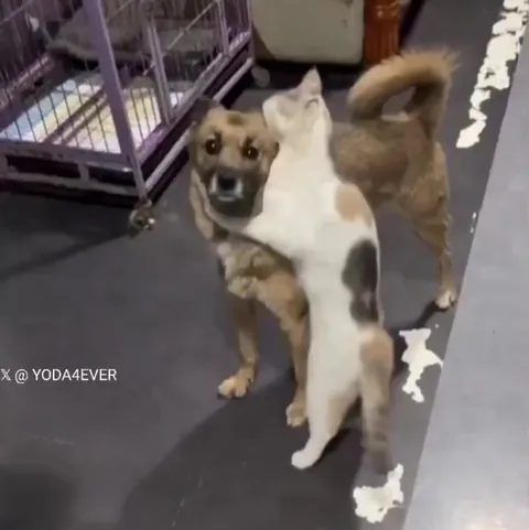 This dog had been missing for two weeks, and this was the cat's reaction when he was finally found..🐕🐾🐈🥺❤️