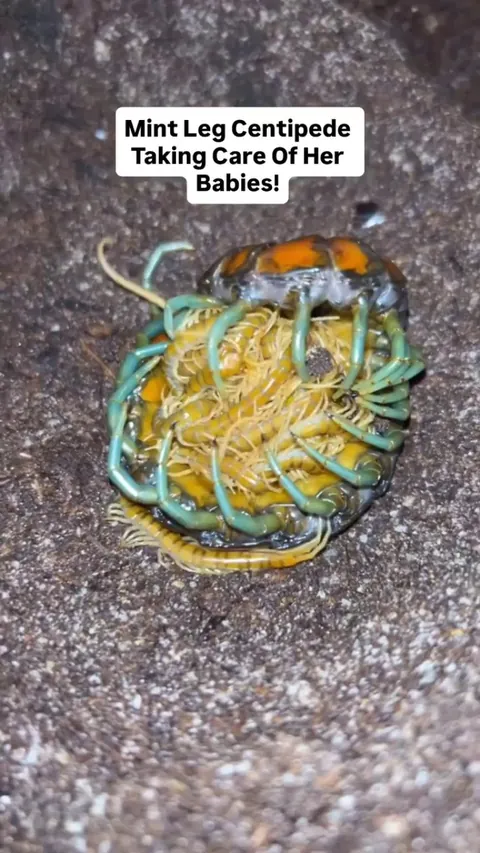 🔥Mint Leg Centipede &amp; Babies