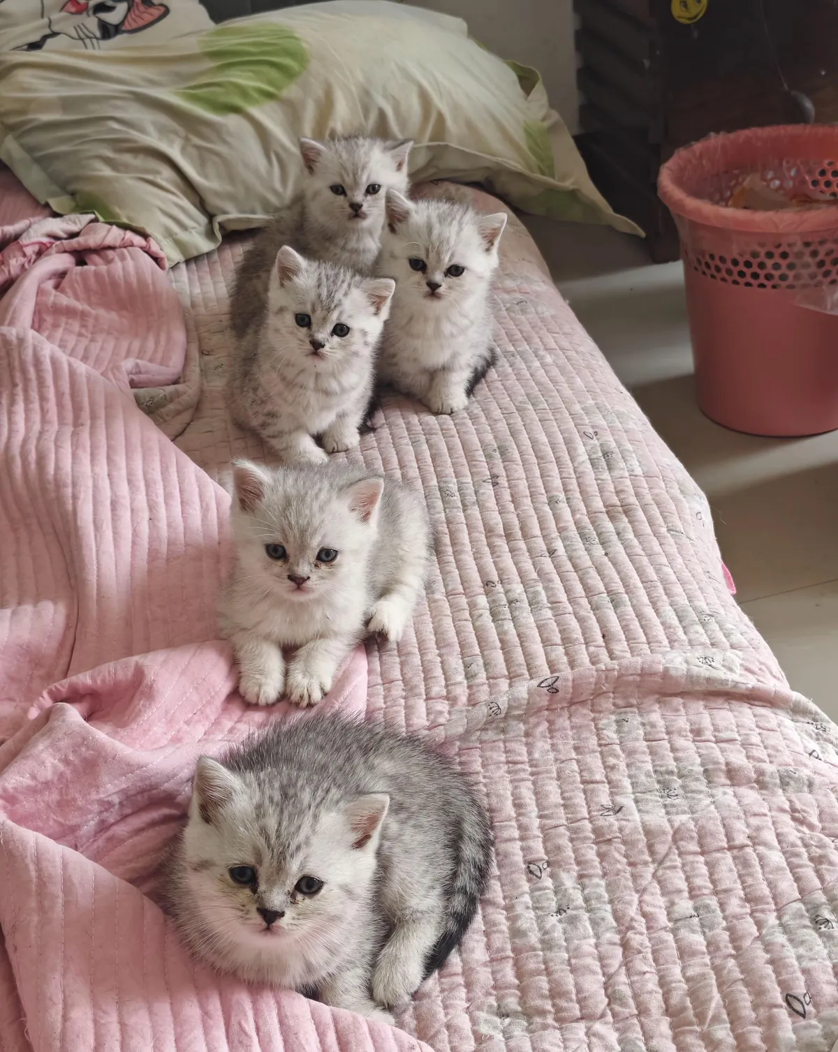 Are the five of them cute?