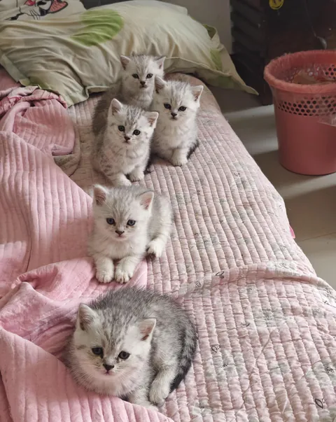 Are the five of them cute?