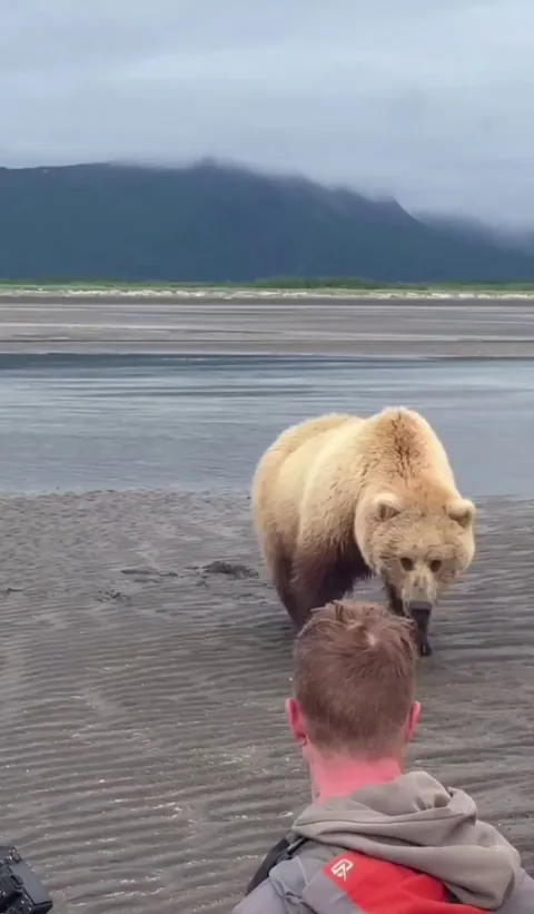 🔥mother Bear and her cubs encounter nature photographers