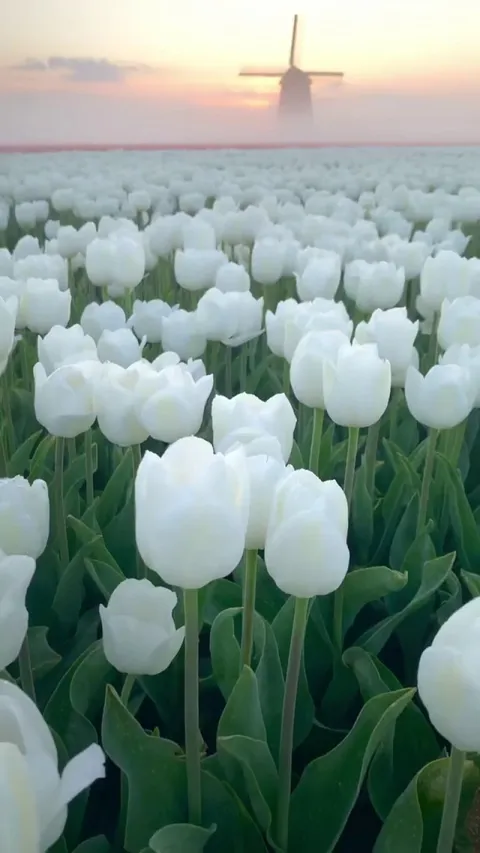 Tulip fields in Netherlands (Credits: @nick_skeyes on IG)