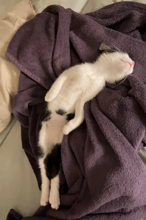 Broken kitty never meows and has no survival skills