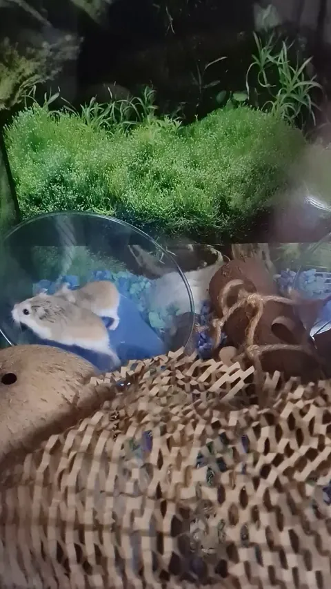 Met Frodo and Sam my two derps