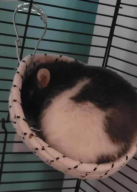 I betrayed her tiny trust (by that I mean I cleaned her cage)