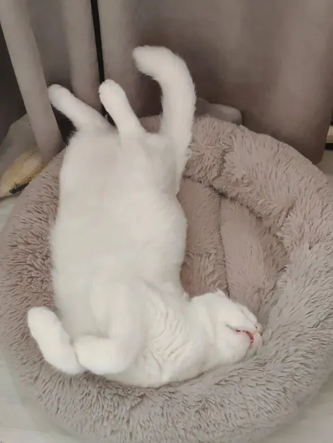 How cats sleep 😴 🐈