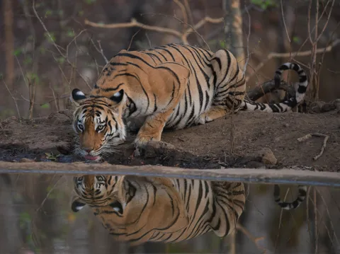 🔥 A tigress quenching her thirst at a waterhole (Photo : Sagar Paranjape)