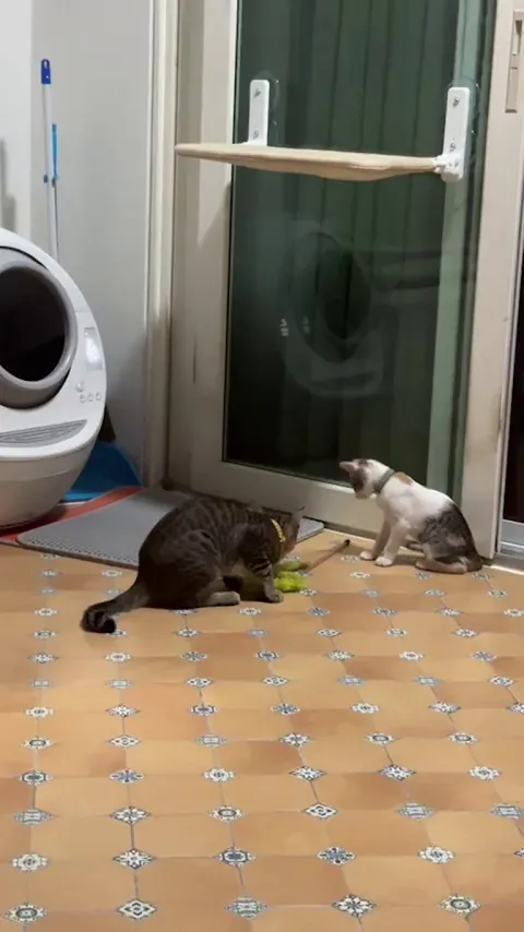 Tiger making sure his new friend Rainey has her fun. 