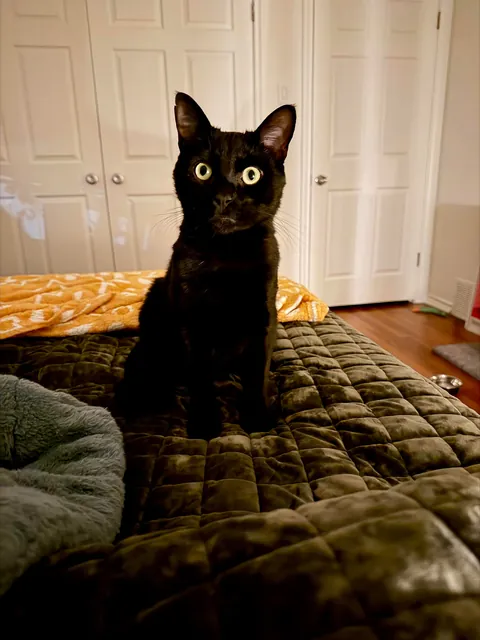 Foster Fail. Welcome home, Vinny!
