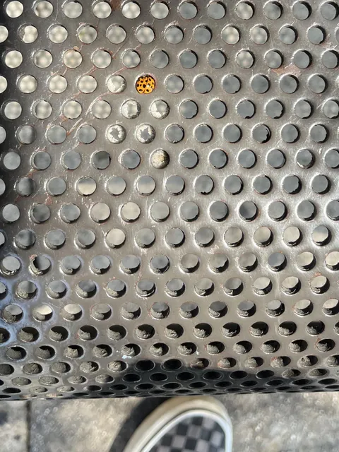 Bench holes same size as ladybugs, they get stuck and die