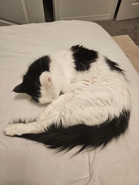 Tomorrow will be Bowies last day. Wish him happy birthday