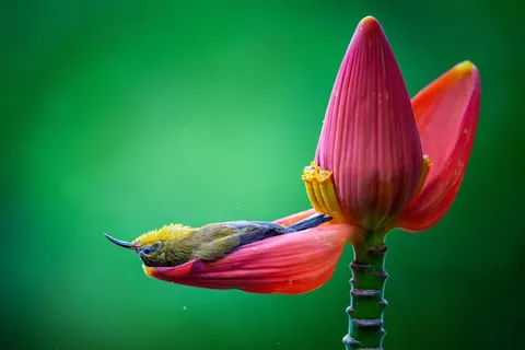 🔥🔥the Best funny nature pics