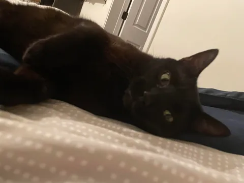 My cat died yesterday, so I wanted to share some of my favorite pictures of him