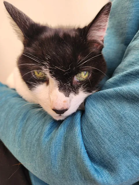 My senior kitty is going into surgery today.