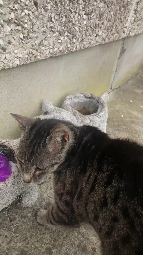 Will a stray cat comeback if I gave her food?