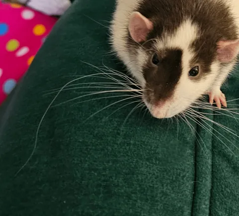 Pepe has 1 extremely long whisker