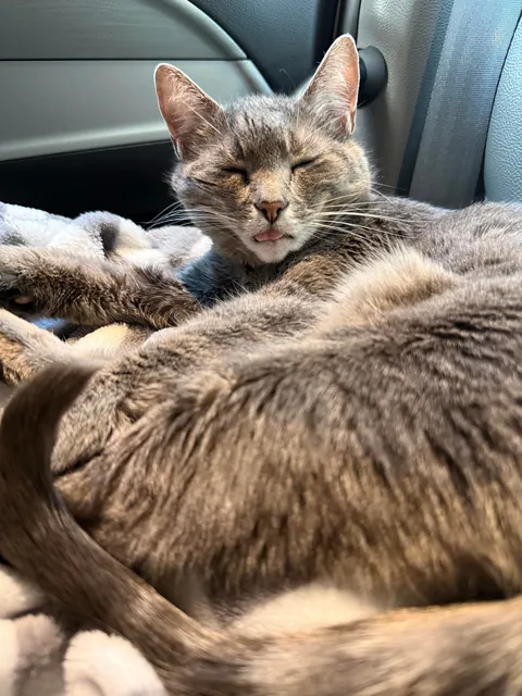 Lola is a truck driver 🚛!! She is 11 years old. 🙂