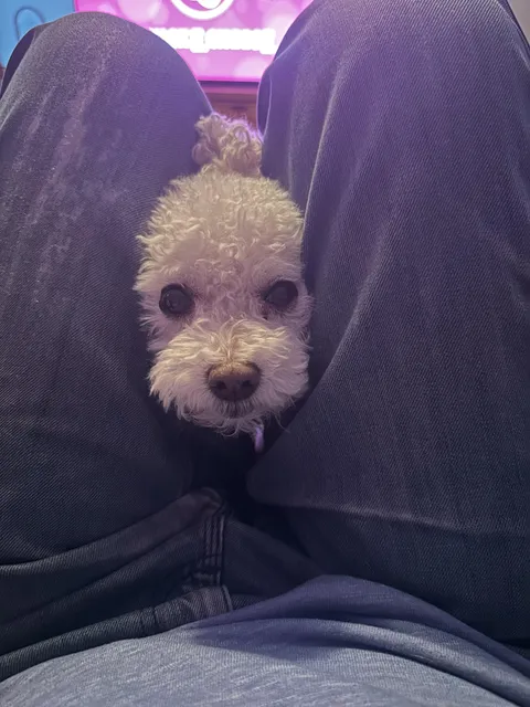 This is Moxie. She is 14 and has always been food motivated.