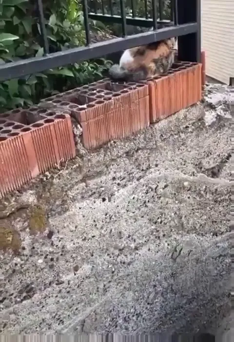 I Are Reverse Fusion Cat.