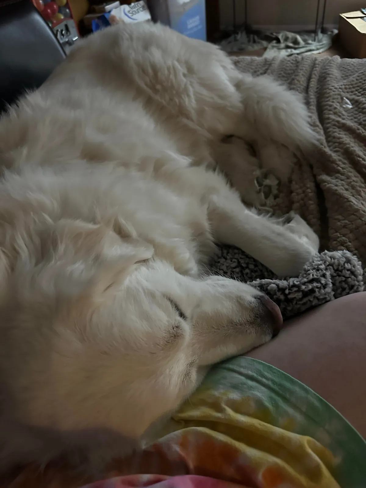 One year ago today, I adopted my sweet boy Mr. Mister!!