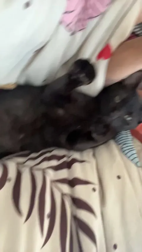 My cat just said stop texting her she ain’t gonna text back and pulled my arm over