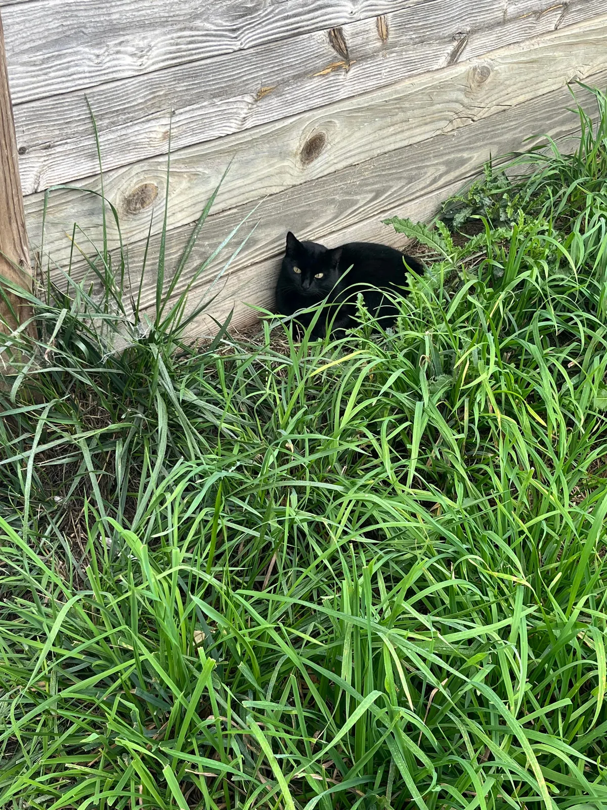 Never thought I’d like a cat until this one showed up around the barn. 