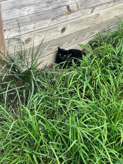 Never thought I’d like a cat until this one showed up around the barn. 