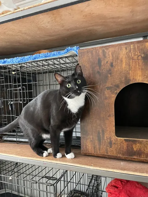 Weekly shelter volunteer: cleaner, not feeder