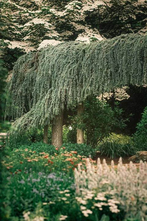 Rose Season in New England 🥀🌹