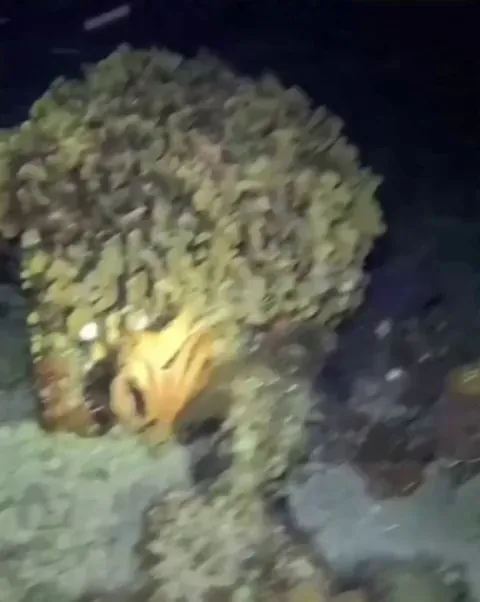 Octopus using all its defense mechanisms to escape the eel.