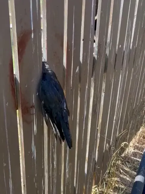 Freeing a stuck crow… with a crowbar
