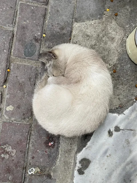 Before adopting (Leo)nardo and one year later