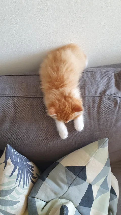 My rescue kitten, Pippi