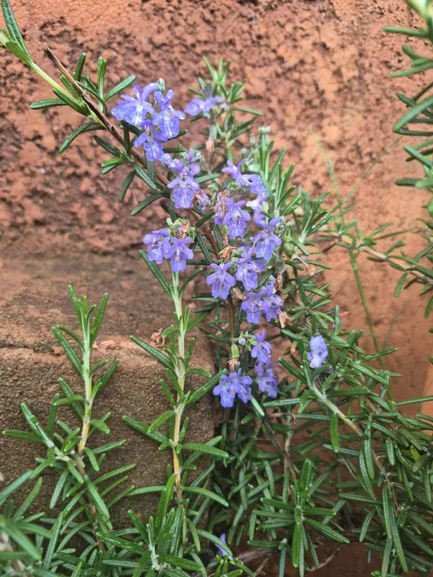Rosemary