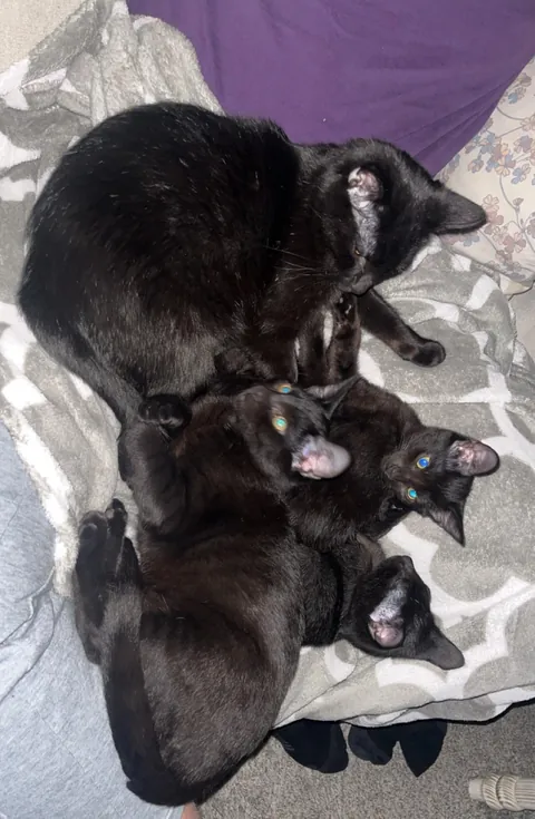 1 year ago I took in a mama and her voidlings to “foster”