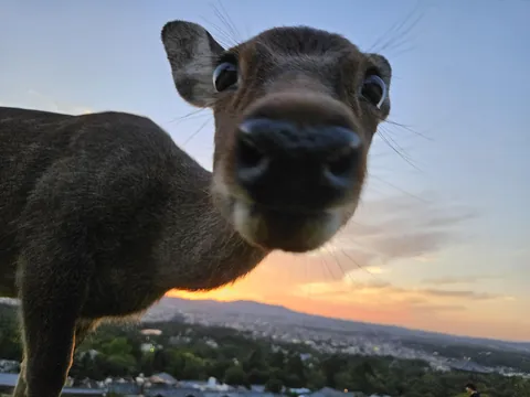 My favorite photo of a deer I took in Nara, Japan