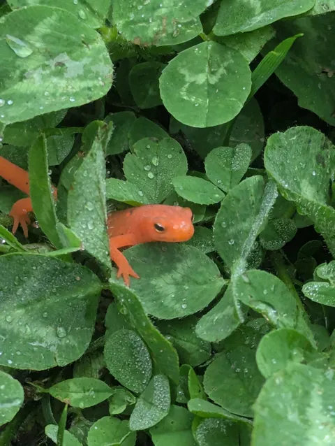 Met a little fella today