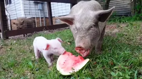 Crêpe doesn't quite understand how to eat watermelon