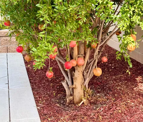 My pomegranates are coming in nicely; don’t they look like red glass ornaments up on a christmas tree? :)  (Zone 9b)