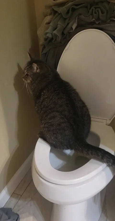 Caught my cat peeing on the toilet