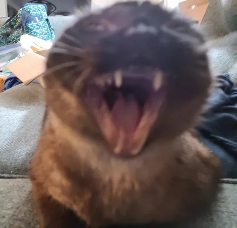 Diablo, 18 years still wasn't enough. I've loved you every day of your life, minus a few weeks at the beginning before we met you. Wait for us, we'll be there before you know it