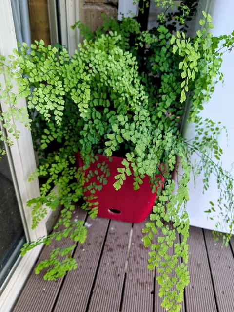 This is Fred the Maidenhair fern. I got him in 1978 when he was several years old and he has lived for many years on top of my fridge. He seems very happy here in his new position.